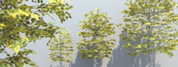 ティ・エム・エス ダイレクト / DOSCH 3D: Trees & Conifers for
